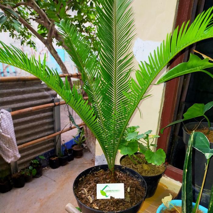 tanaman hias palem sikas+pot