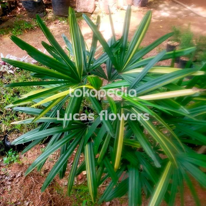 palem waregu varigata tanaman hias regu