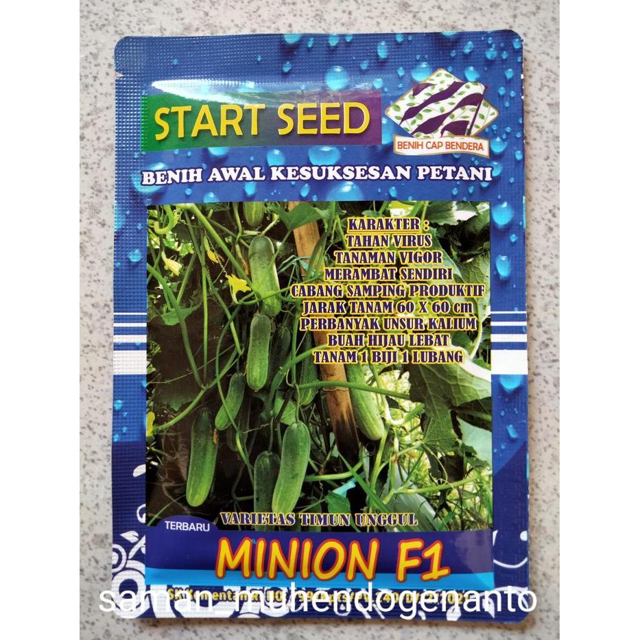 Benih Timun Baby MINION F1 20gr - Bibit Ketimun Mentimun Minion Lalap buah manis sampai ujung