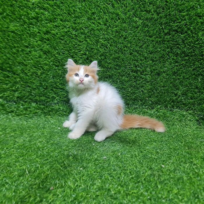 JUAL KITTEN PERSIA ANAK KUCING ANGORA FLATNOSE - 1 EKOR KUCING DENGAN PILIHAN WARNA JANTAN, OREN