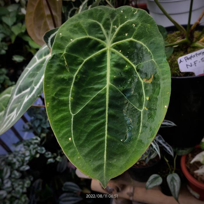 Anthurium Forgetii White Strip Original / Velvet Mask Redy Stok
