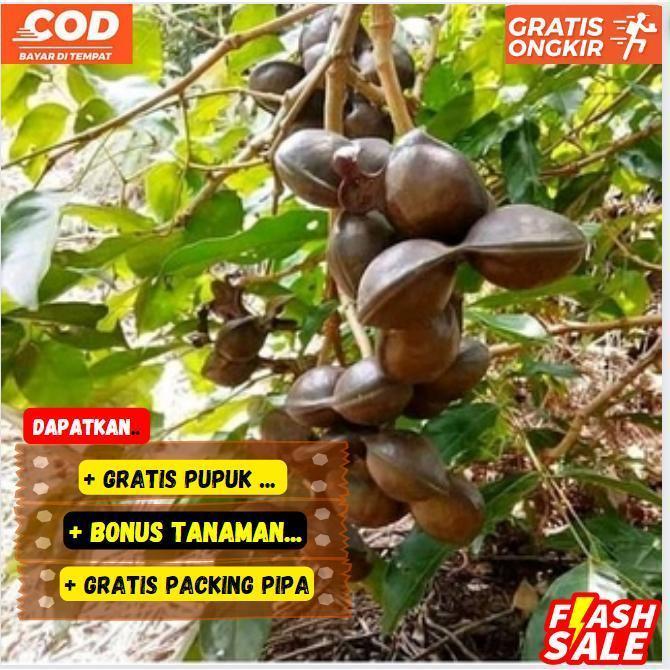 Pohon / Bibit Jengkol Super Pulen Cepat Berbuah