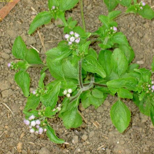 Herbisida Gramoxone 276Sl 1 Liter Obat Pembasmi Gulma Rumput Liar Syngenta 1L Gramason Gramokson Tbk