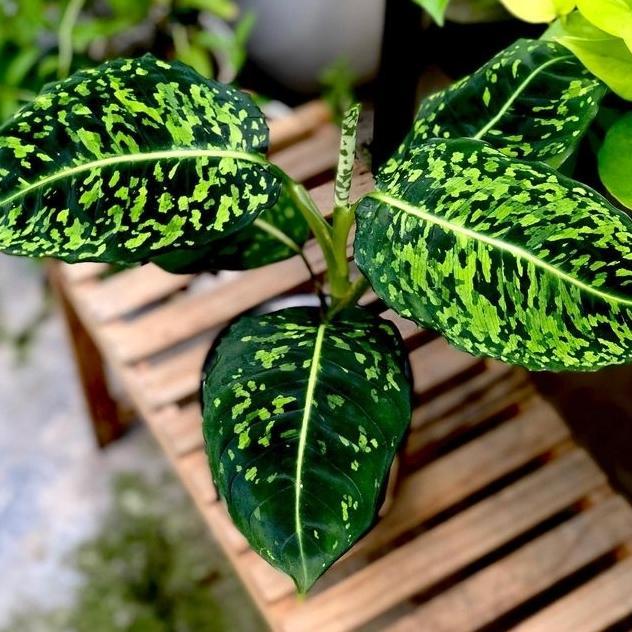 tanaman hias dieffenbachia reflektor // blanceng reflektor
