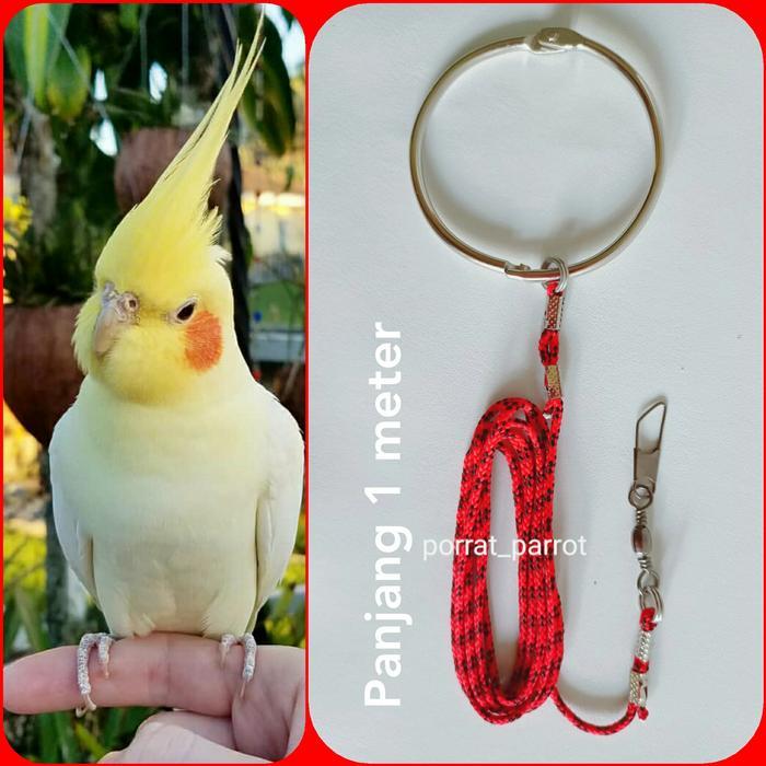 PROMO TALI UNTUK BURUNG FALK PARKIT AUSTRALIA COCKATIEL
