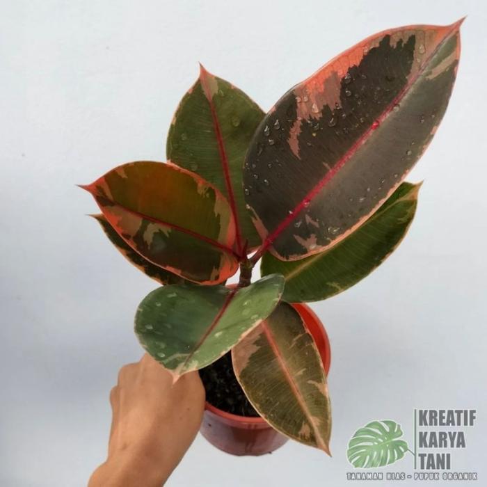 Tanaman hias ficus elastica ruby - Ficus elastica ruby