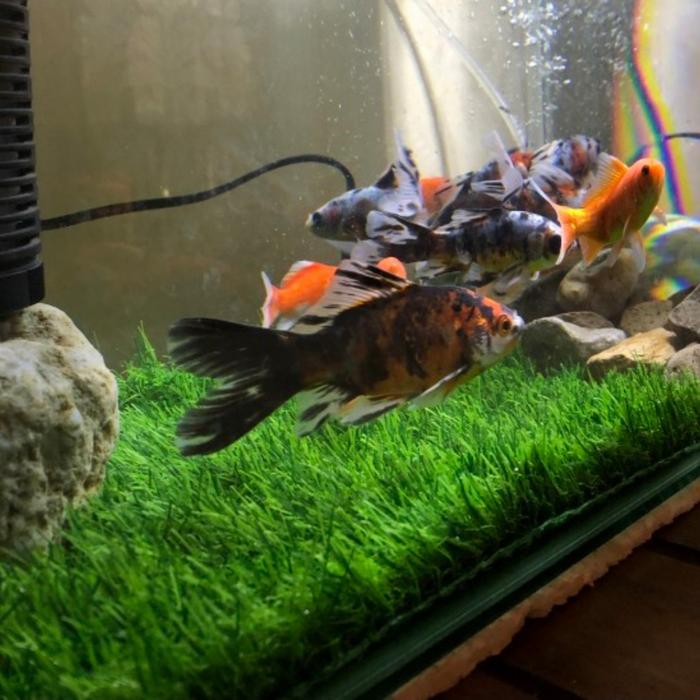 Rumput Sintetis Aquarium Ukuran 50X100 Cm Dekorasi Aquarium Aquascape
