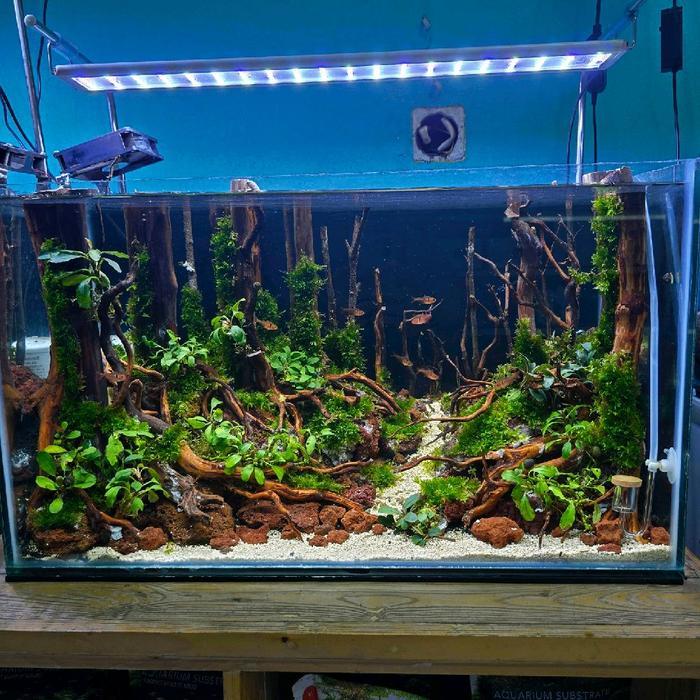 Aquarium Aquascape full set 60x30x35 cm  tema Jungle premium grade lengkap dengan filter dan lampu L