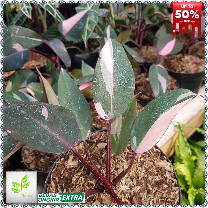 tanaman hias philodendron pink princess - pink princess