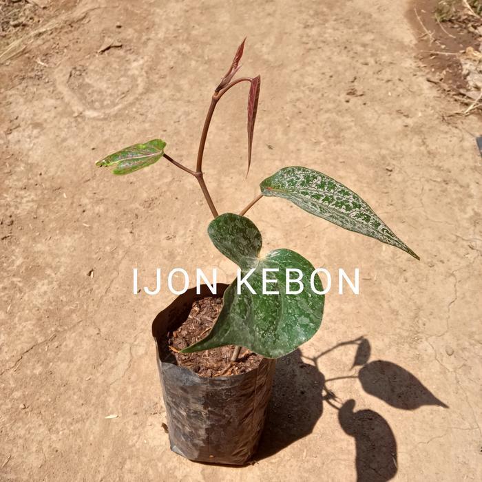 Bibit Tanaman Herbal Sirih Merah atau Wulung Asli Original Daun Serbaguna