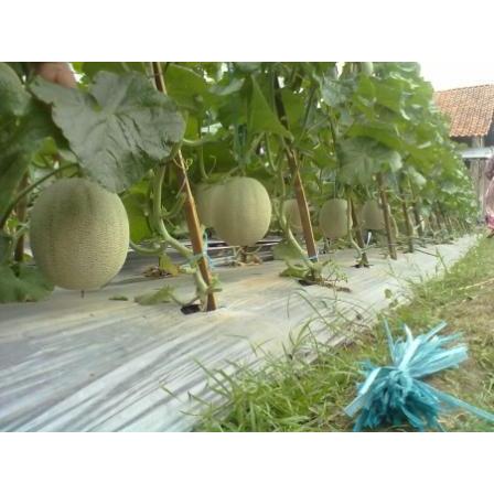 "New" Benih-Bibit Melon Gracia F1 (Cap Panah Merah)