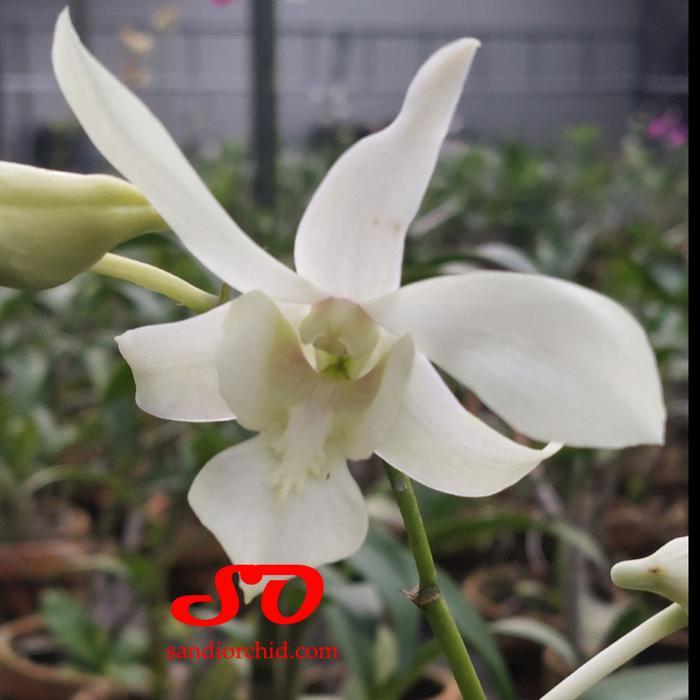[ DEWASA ] Dendrobium Caesar White
