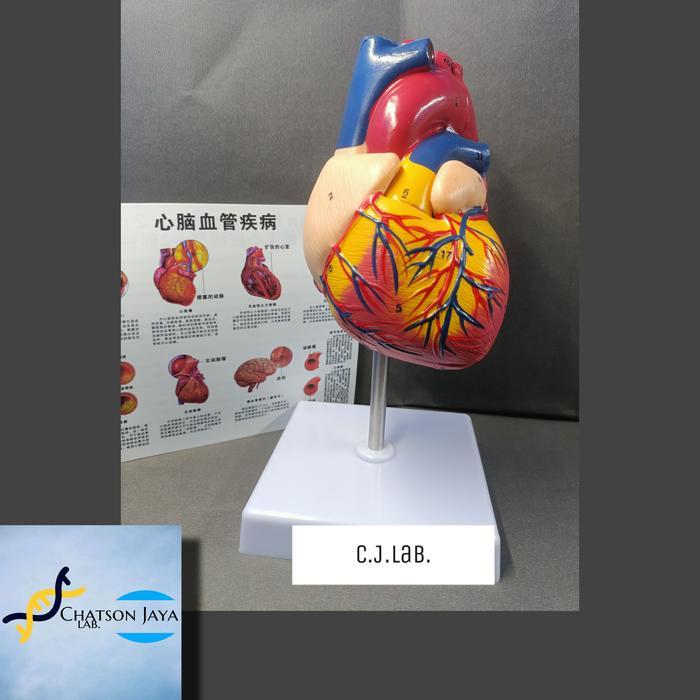 Alat Peraga Anatomi Jantung Manusia Terdiri 2 Bagian-Manekin Jantung