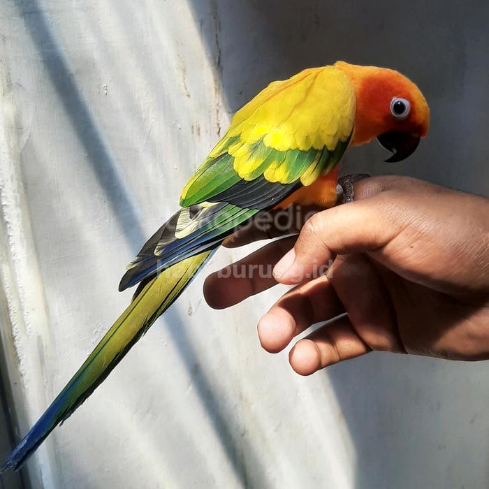 KHUSUS GOSEND sun conure high yellow jinak