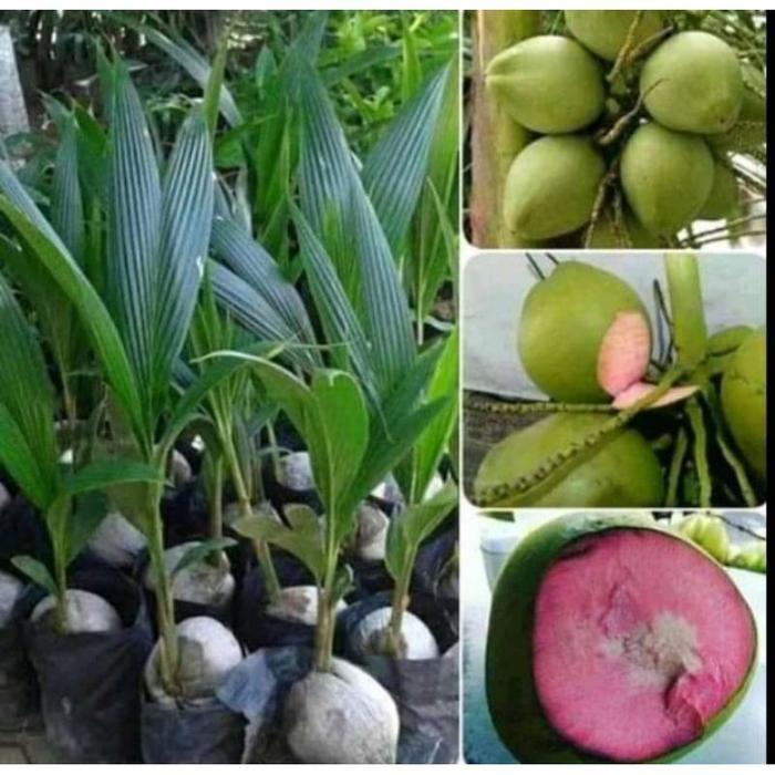Terlaris Bibit kelapa wulung/kelapa hijau wulung/kelapa hijau asli TAMBULAPOT