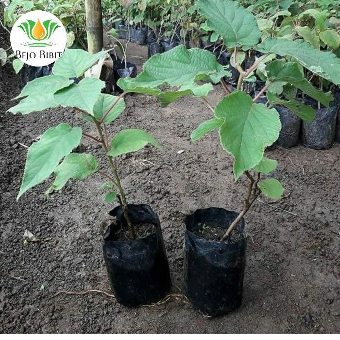 Bibit Tanaman Buah Kiwi-Bibit Pohon Kiwi cepat berbuah