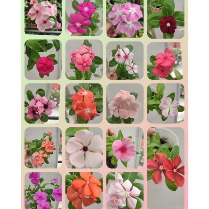 BUNGA VINCA IMPORT BERBUNGA - VINCA TAPAK DARA IMPORT - BUNGA VINCA TANAMAN BIBIT GANTUNG