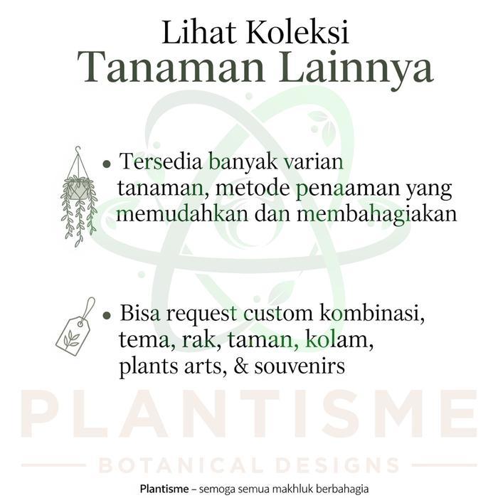 "New" Tanaman Menjuntai Curtain Creeper Vernonia Elliptica Lee Kwan Yew Lekwanyu Gantung Tembok,