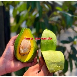 Bibit Alpukat Siger 1 Super Okulasi