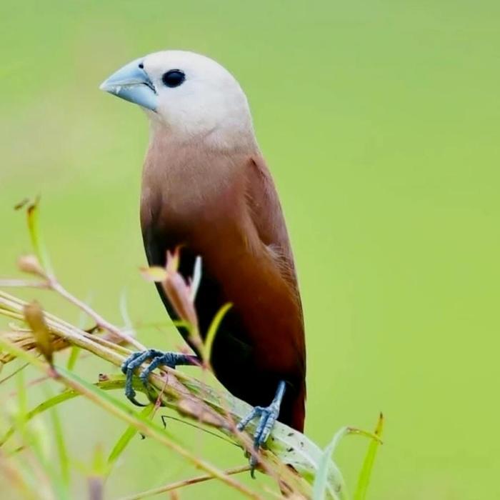burung emprit kaji sepasang pilihan