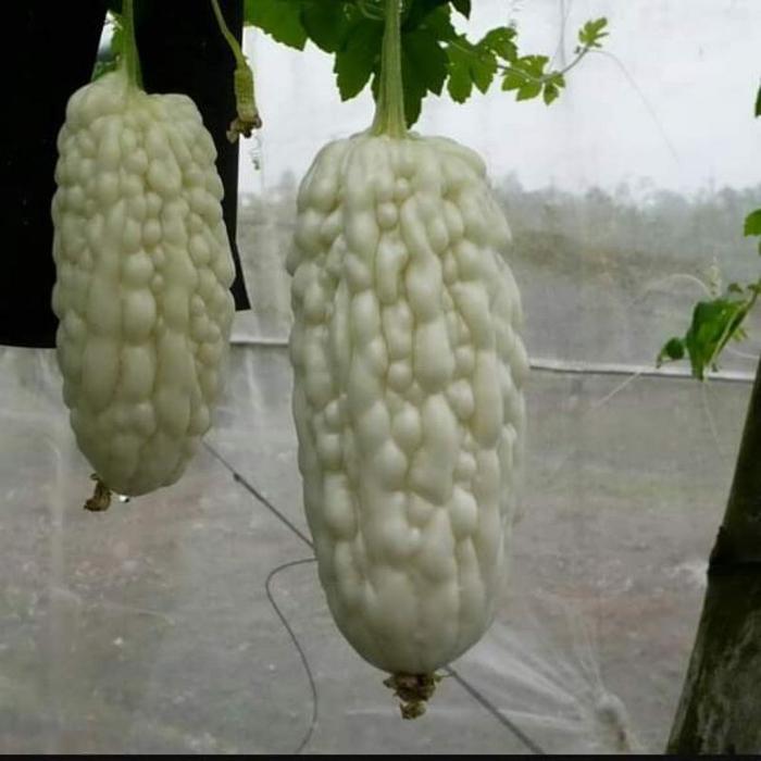 Sale Terlaris 2 Benih Bibit Pare Putih High Moon - Bibit Tanaman Sayur Sayuran Pare Paria Unik Pare