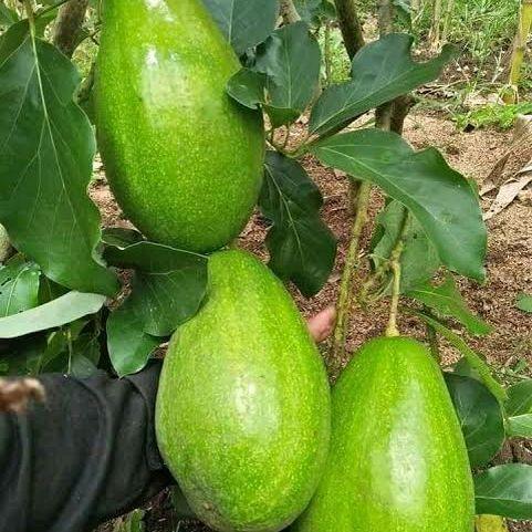 bibit alpukat aligator okulasi cepat berbuah lebat