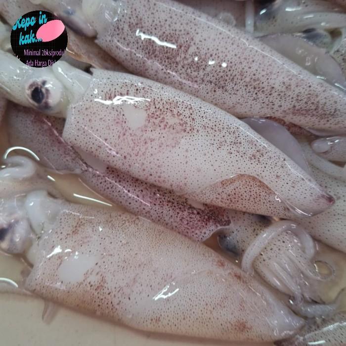 Cumi Tinta Hitam Sedang Segar Fresh 1 kg