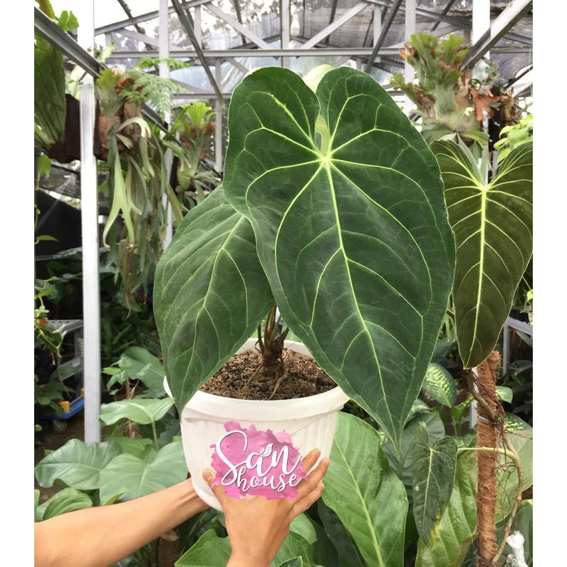 Stok Baru Anthurium Magnificum Verde Kuping Gajah Daun Besar Lebar
