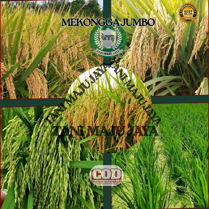 BIBIT PADI BENIH PADI UNGGUL VARIETAS MEKONGGA JUMBO KEMASAN 5 KG Pupuk Tanaman