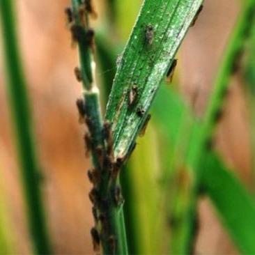 Insektisida Dupont Pexalon 106SC 100 ml Corteva Obat Pembasmi Hama Wereng Tanaman