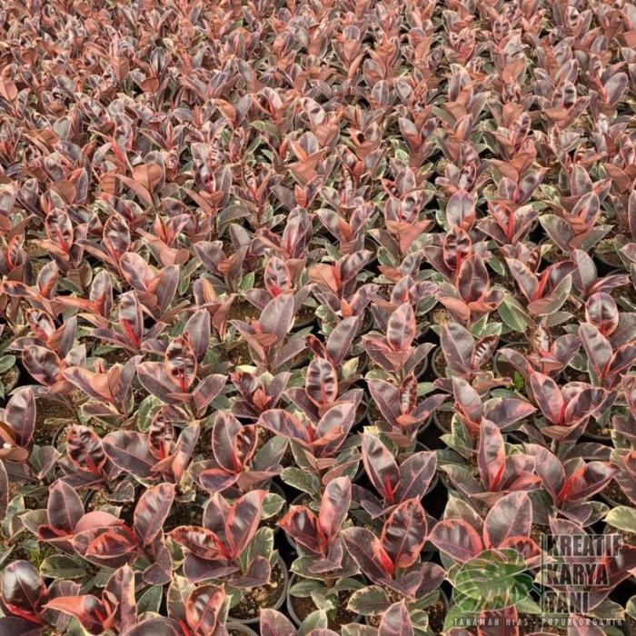 Tanaman hias ficus elastica ruby - Ficus elastica ruby Gratis Ongkir