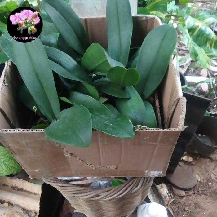 Anggrek Bulan Dewasa (Pasca Siap Berbunga)