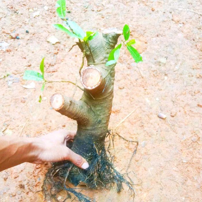 bahan bonsai loa, cabutan bonggol lua sungai sudah berakar dan berkarakter