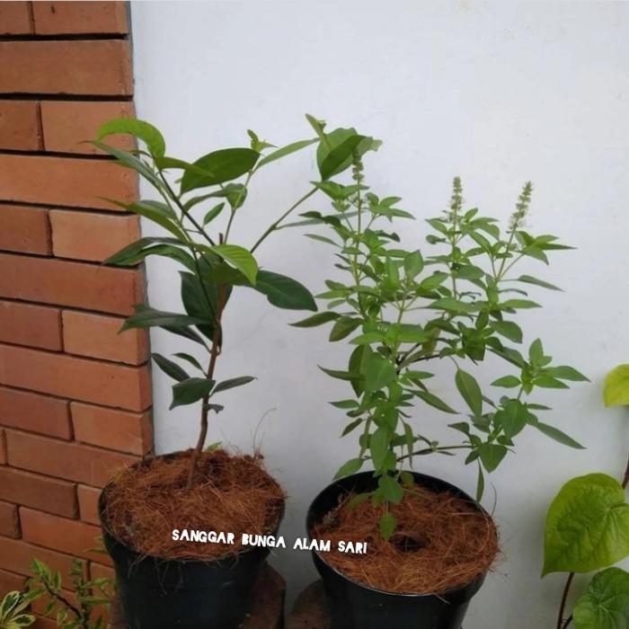 Paket Hemat 2 Tanaman Bumbu Dapur Pohon Salam / Kemangi + Pot Hitam