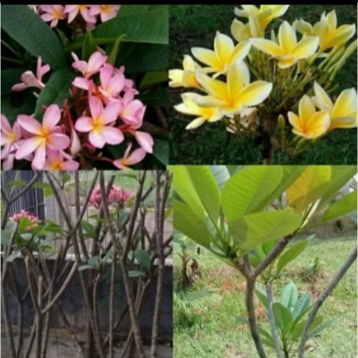 tanaman hias kamboja bali // pohon hias kamboja bali // kamboja bali