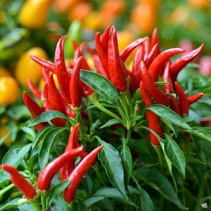 "New" BIJI BENIH TANAMAN CABE RAWIT RED CLUSTER CABE TUMPUK