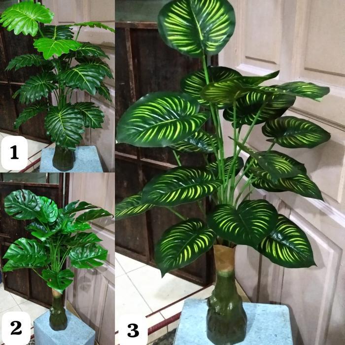 bunga hias sudut keladi tales hijau/monstera/watermelon tanpa pot