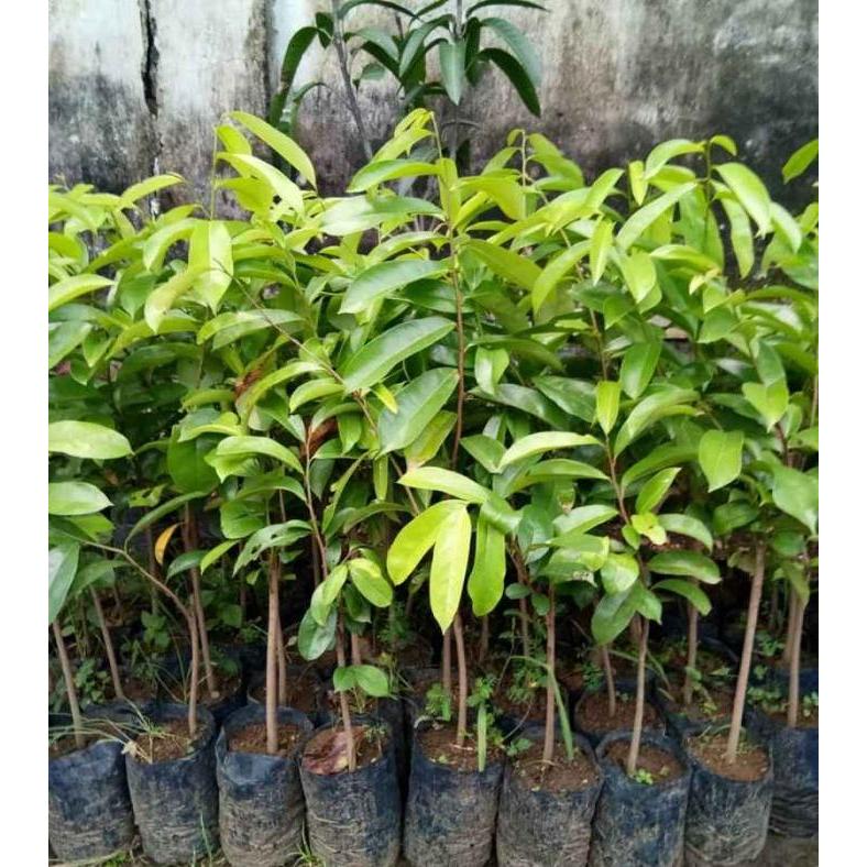 "New" Bibit Tanaman Buah Sirsak jumbo Pohon Sirsak Jumbo Bibit Sirsak Madu