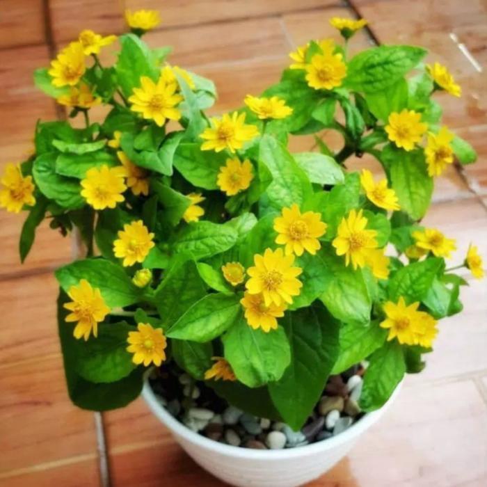 Tanaman hias matahari kecil plus pot putih/bunga matahari kecil