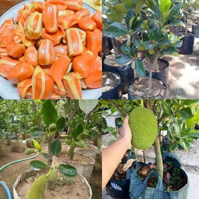 BIBIT TANAMAN BUAH NANGKA MERAH SUDAH BERBUAH