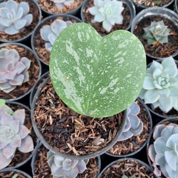 ASLI Hoya Kerii Splash Import READY STOCK