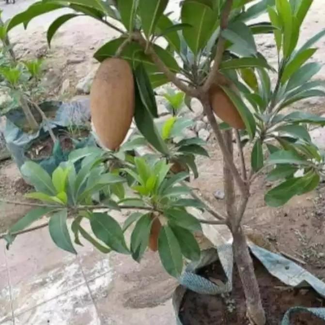 Bibit tanaman buah sawo mentimun jumbo pohon sawo mentimun cepat berbuah