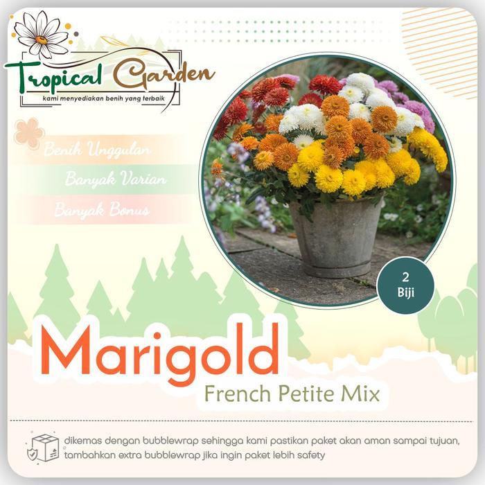 Biji Benih Bunga Marigold Dwarf Marigold Mixed