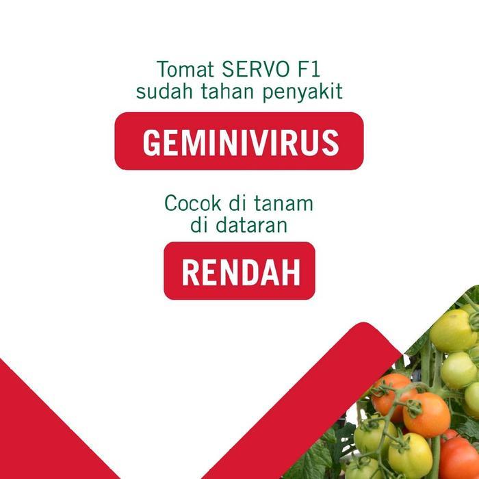 Benih unggul tomat Servo F1 panah merah