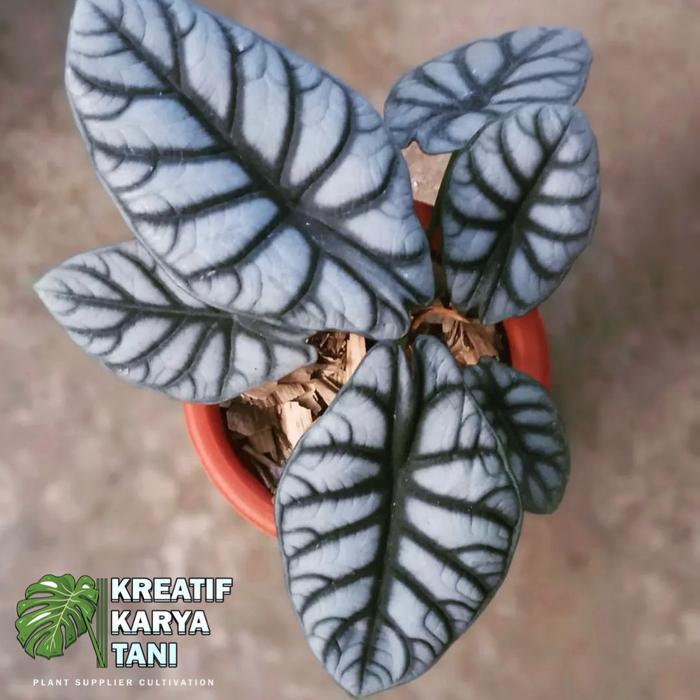 Tanaman hias Alocasia Silver - Alocasia silver