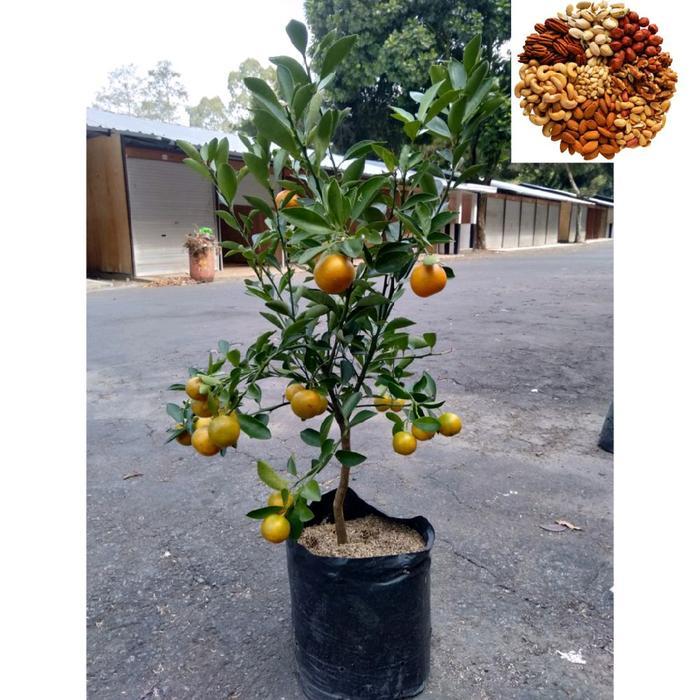 Benih Jeruk Kimkit Madu Jeruk Manis Dan Bisa Di Makan Sama Kulitnya Siap Tanam Di Pot Maupun Halaman