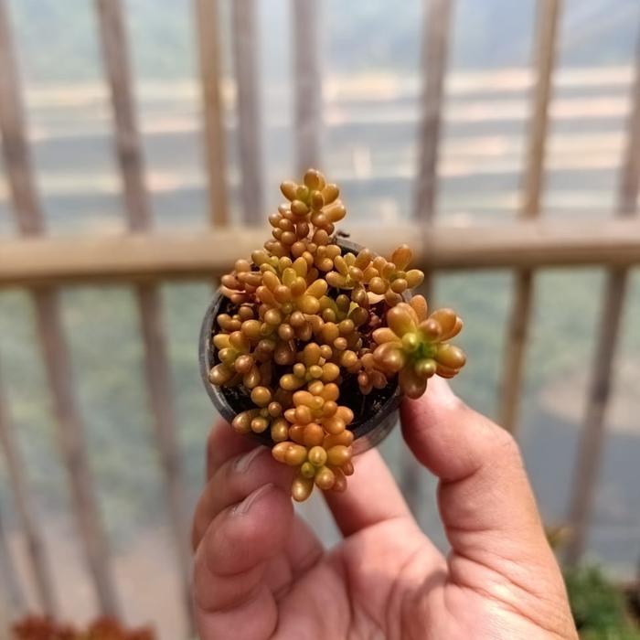 Sukulen Jelly Bean Merah kaktus dan sukulen