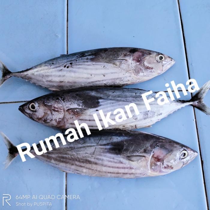 Ikan Cakalang Segar Beku