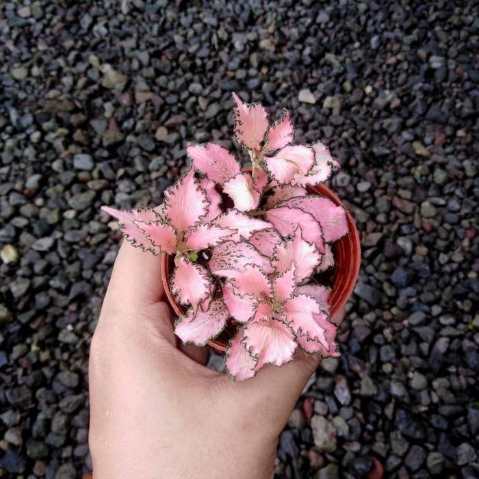 Fittonia Pink Frankie impor / fitonia ping import / Fittonia pingky