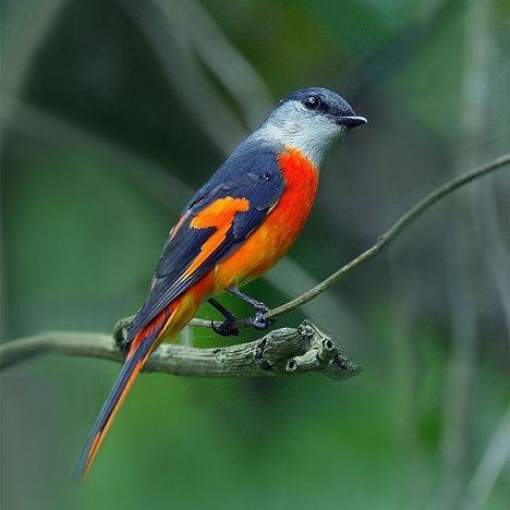 burung mantenan mini pilihan